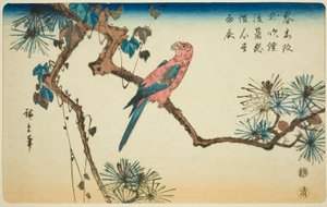 Ara auf Kieferzweig von Utagawa Hiroshige