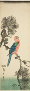 Ara auf Kieferzweig von Utagawa Hiroshige