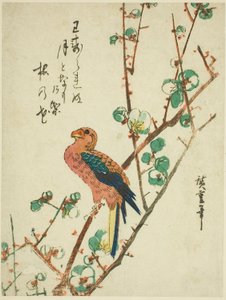 Papagei auf Pflaumenbaum von Utagawa Hiroshige