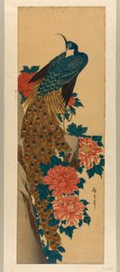 Pfau und Pfingstrosen von Utagawa Hiroshige