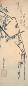 Rotflanken-Blauschwanz auf einem Kirschzweig