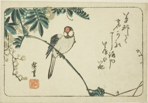 Spatz und Glyzinie von Utagawa Hiroshige