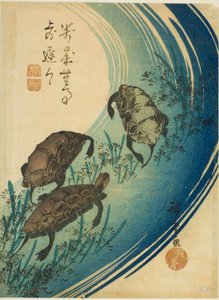 Schildkröten schwimmen in einem Bach
