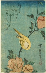 Gelber Vogel und Hibiskus von Utagawa Hiroshige