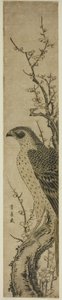 Habicht auf einem Kirschbaum von Utagawa Toyohiro