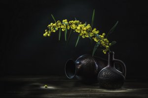 Gelbe Mimose Stillleben