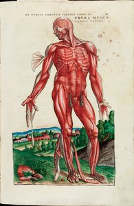 Prima Musculorum Tabula, Illustration aus "De Humani Corporis Fabrica Libri Septem" von Andreas Vesalius von Venetian School