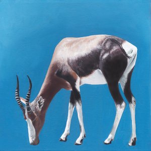 Bontebok vor Blau