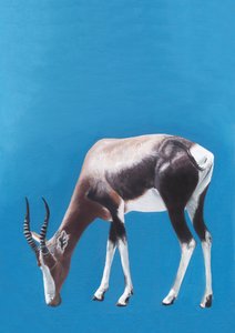 Weidende Blesbok-Antilope