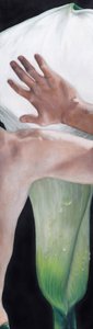 Hand Berührt Calla-Lilie