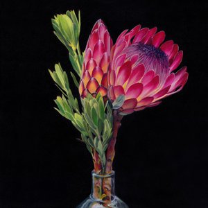Rosa Protea-Vase