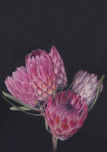 Protea-Medley von Viccy Wanliss