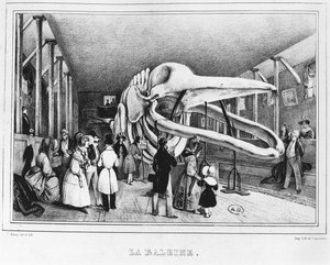 Der Wal im Naturkundemuseum in Paris, ca. 1840 von Victor Adam