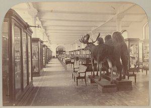 Pl. II. Untere Etage: Säugetiere