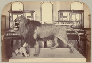 Tafel IX. Afrikanischer Löwe
