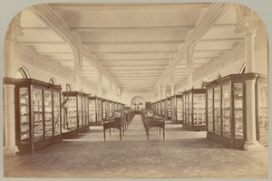 Obere Etage: Fossilien (Tafel V)