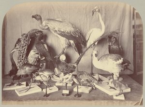 Tafel XIII. Vögel