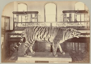 Pl. XI. Bengalischer Tiger von Victor Prevost, Gaston L. Feuardent and Co., New York