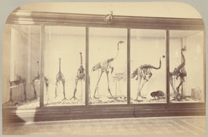 Pl. XV. Fossile Vögel: Neuseeland von Victor Prevost, Gaston L. Feuardent and Co., New York