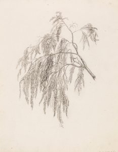 Zweig von Victoria Åberg