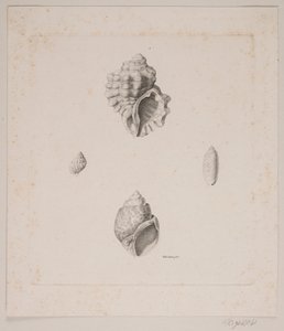 Vier Muscheln von Vilhelm Kyhn