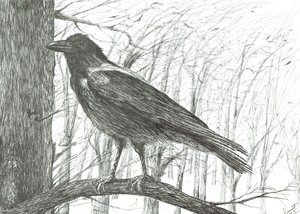 Vogel, 2011 von Vincent Alexander Booth