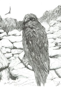 Adler der Highlands von Vincent Alexander Booth