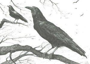 Beobachter, 2011 von Vincent Alexander Booth