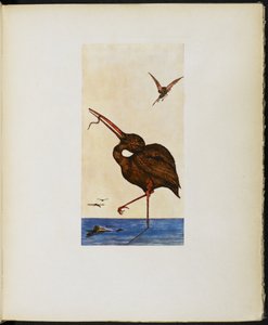 The Brown Willy, aus 