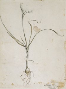 Blume und Zwiebel, Wichita Berge, 13. April 1869 von Vincent Colyer