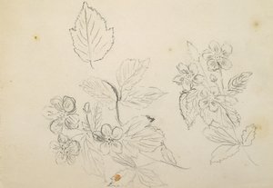 Blumenstudie, 1869-1871
