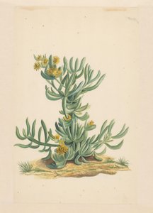 Eiskraut von Vincent Jansz. van der Vinne (attributed to)
