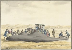 Gestrandeter Pottwal am Strand zwischen Zandvoort und Wijk aan Zee, 20. Februar 1762, von hinten gesehen von Vincent Jansz. van der Vinne
