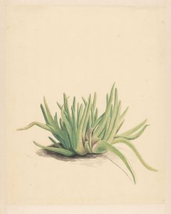 Eiskraut (Titel auf Objekt) von Vincent Jansz. van der Vinne