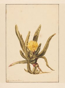 Eiskraut mit gelben Blumen von Vincent Jansz. van der Vinne