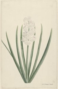 Weiße Hyazinthe von Vincent Jansz. van der Vinne