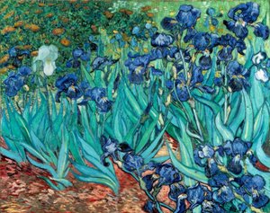 Iris (Schwertlilien)