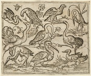Strauß auf der linken Seite mit neun anderen Vögeln, darunter ein Reiher und ein Pelikan, 1557 von Virgil Solis