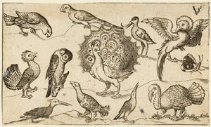 Pfau in der Mitte, umgeben von neun anderen Vögeln, darunter ein Truthahn, und einem Schmetterling von Virgil Solis