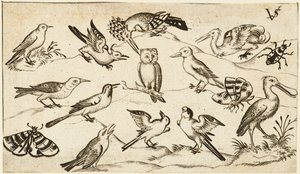 Zwölf Vogelarten, darunter eine Eule und ein Pelikan, einzeln beschriftet und positioniert..., nach