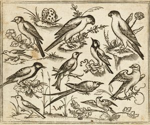 Elf Vögel auf blühendem Laub und kleinen Zweigen mit einem Schmetterling, aus Douce Ornament Prints Album I von Virgilius the elder (after) Solis