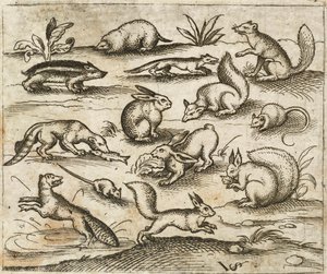 Gruppe kleiner Waldtiere, die um einen Teich herum fressen und herumlaufen, darunter Mäuse, Kaninchen, Eichhörnchen, Waschbär, Murmeltier, Frettchen, Marder und Dachs, aus Douce Ornament Prints Album I