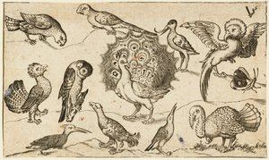 Pfau in der Mitte, umgeben von neun anderen Vögeln, darunter ein Truthahn, und einem Schmetterling auf minimalem Grund mit einem kleinen Grasfleck, aus Douce Ornament Prints Album I von Virgilius the elder (after) Solis