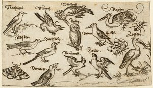 Zwölf Vogelarten, darunter eine Eule und ein Pelikan, einzeln beschriftet und auf minimalem Grund positioniert, umgeben von einer Motte, einem Schmetterling und einem Marienkäfer, aus Douce Ornament Prints Album I
