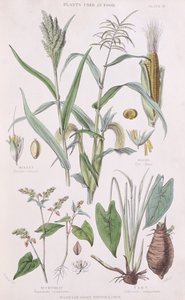 Hirse, Mais, Buchweizen und Taro, Illustration aus A History of the Vegetable Kingdom von William Rhind, 1872 von W.H. Fitch