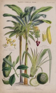 Dattel; Banane; Jackfrucht; Schraubenbaum (farbiger Stich)