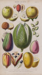 Guave; Jujube; Mangostan; Litschi; Pistazie; Avocadobirne; Durio; Malaiischer Apfel; Akee Früchte und Nüsse; Mango von W. Fitch
