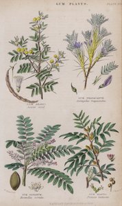 Gummi Arabicum; Gummi Tragant; Gummi Olibanum; Gummi Mastix von W. Fitch