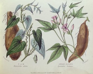 Yam und Süßkartoffel von W. Fitch