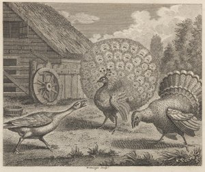 Der Pfau, der Truthahn und die Gans von W. Grainger